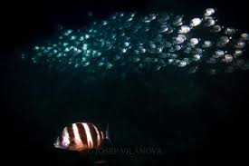 Image result for Diplodus cervinus