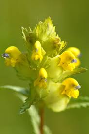 Attēlu rezultāti vaicājumam “Rhinanthus minor flower”