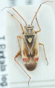 Attēlu rezultāti vaicājumam “Polymerus palustris”