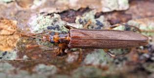 Attēlu rezultāti vaicājumam “Oedemera femorata”