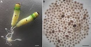 Attēlu rezultāti vaicājumam “Leucochloridium paradoxum”