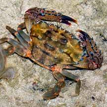 Attēlu rezultāti vaicājumam “Crustacea”