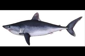 Image result for Lamna nasus