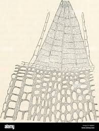 Attēlu rezultāti vaicājumam “Orthotrichum affine var. affine sporophyte”