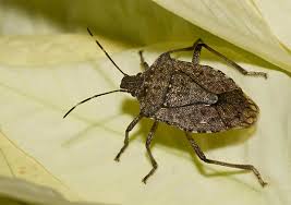 Attēlu rezultāti vaicājumam “Badhamiopsis macrospora”