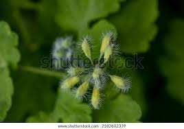 Attēlu rezultāti vaicājumam “Chelidonium majus bud”