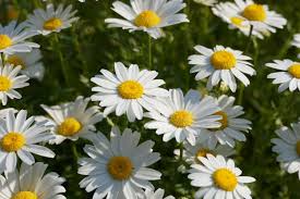 Image result for Chrysanthemum leucanthemum