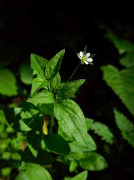 Attēlu rezultāti vaicājumam “Moehringia trinervia bud”