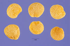 Attēlu rezultāti vaicājumam “Solanum dulcamara”