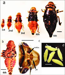 Attēlu rezultāti vaicājumam “Aphrophoridae nymph”