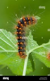Attēlu rezultāti vaicājumam “Acronicta auricoma larva”