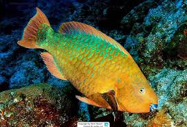 Image result for Scarus trispinosus