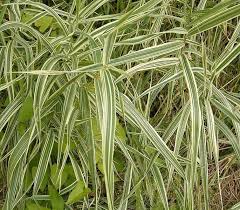 Attēlu rezultāti vaicājumam “Phalaroides arundinacea leaf”