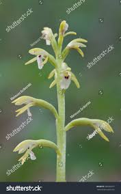 Attēlu rezultāti vaicājumam “Corallorhiza trifida”