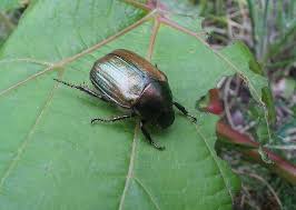 Attēlu rezultāti vaicājumam “Anomala dubia”