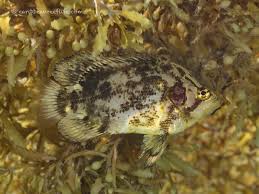 Image result for Lobotes surinamensis