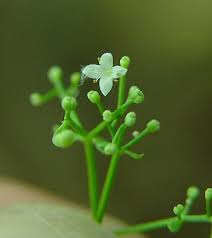 Attēlu rezultāti vaicājumam “Galium boreale bud”