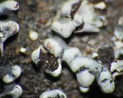 Attēlu rezultāti vaicājumam “Physarum bitectum”