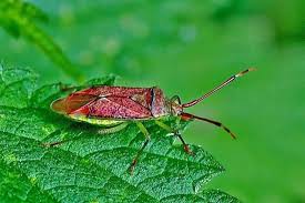 Attēlu rezultāti vaicājumam “Pantilius tunicatus”