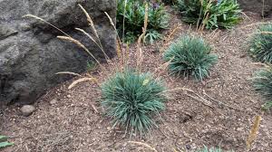 Attēlu rezultāti vaicājumam “Koeleria glauca”