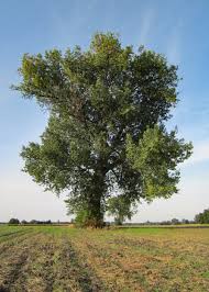 Attēlu rezultāti vaicājumam “Populus nigra”