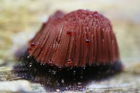 Attēlu rezultāti vaicājumam “Stemonitis splendens macro”