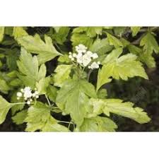 Attēlu rezultāti vaicājumam “Crataegus chlorosarca”