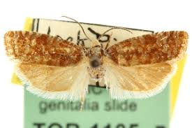 Attēlu rezultāti vaicājumam “Retinia resinella”