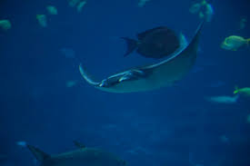 Image result for Mobula hypostoma