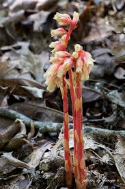Attēlu rezultāti vaicājumam “Monotropa hypopitys”