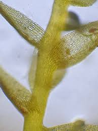 Attēlu rezultāti vaicājumam “Hygroamblystegium humile”