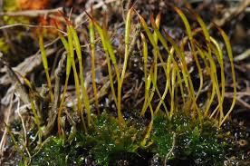 Attēlu rezultāti vaicājumam “Tortula subulata sporophyte”