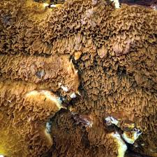 Attēlu rezultāti vaicājumam “Didymium serpula”