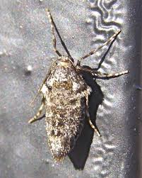 Attēlu rezultāti vaicājumam “Operophtera”