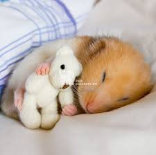 Image result for хомяк