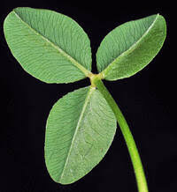 Attēlu rezultāti vaicājumam “Trifolium fragiferum leaf”