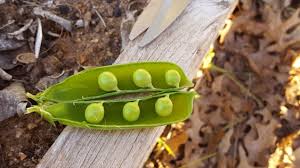 Attēlu rezultāti vaicājumam “Pisum sativum fruit”