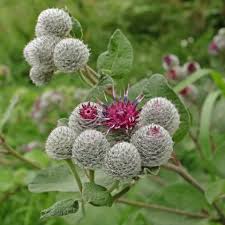 Attēlu rezultāti vaicājumam “Arctium tomentosum fruit”