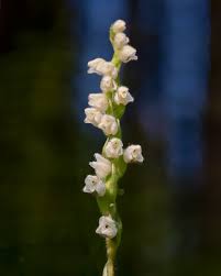 Attēlu rezultāti vaicājumam “Goodyera repens flower”