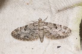 Attēlu rezultāti vaicājumam “Eupithecia tantillaria”