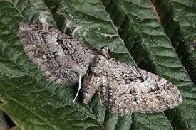 Attēlu rezultāti vaicājumam “Eupithecia pusillata”