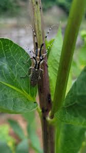 Attēlu rezultāti vaicājumam “Agapanthia villosoviridescens”