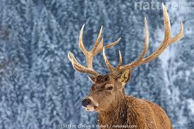 Attēlu rezultāti vaicājumam “Cervus elaphus”