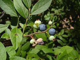 Attēlu rezultāti vaicājumam “Vaccinium angustifolium”