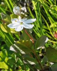Attēlu rezultāti vaicājumam “Trientalis europaea bud”