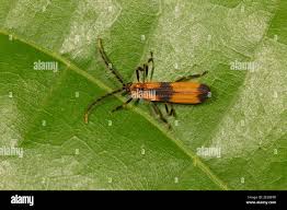 Attēlu rezultāti vaicājumam “Lycidae”