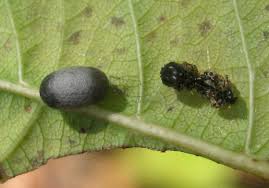 Attēlu rezultāti vaicājumam “Ichneumonidae cocoon”