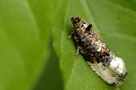 Attēlu rezultāti vaicājumam “Hedya nubiferana”