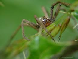 Attēlu rezultāti vaicājumam “Pisaura mirabilis female”
