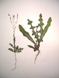 Attēlu rezultāti vaicājumam “Lactuca sativa”